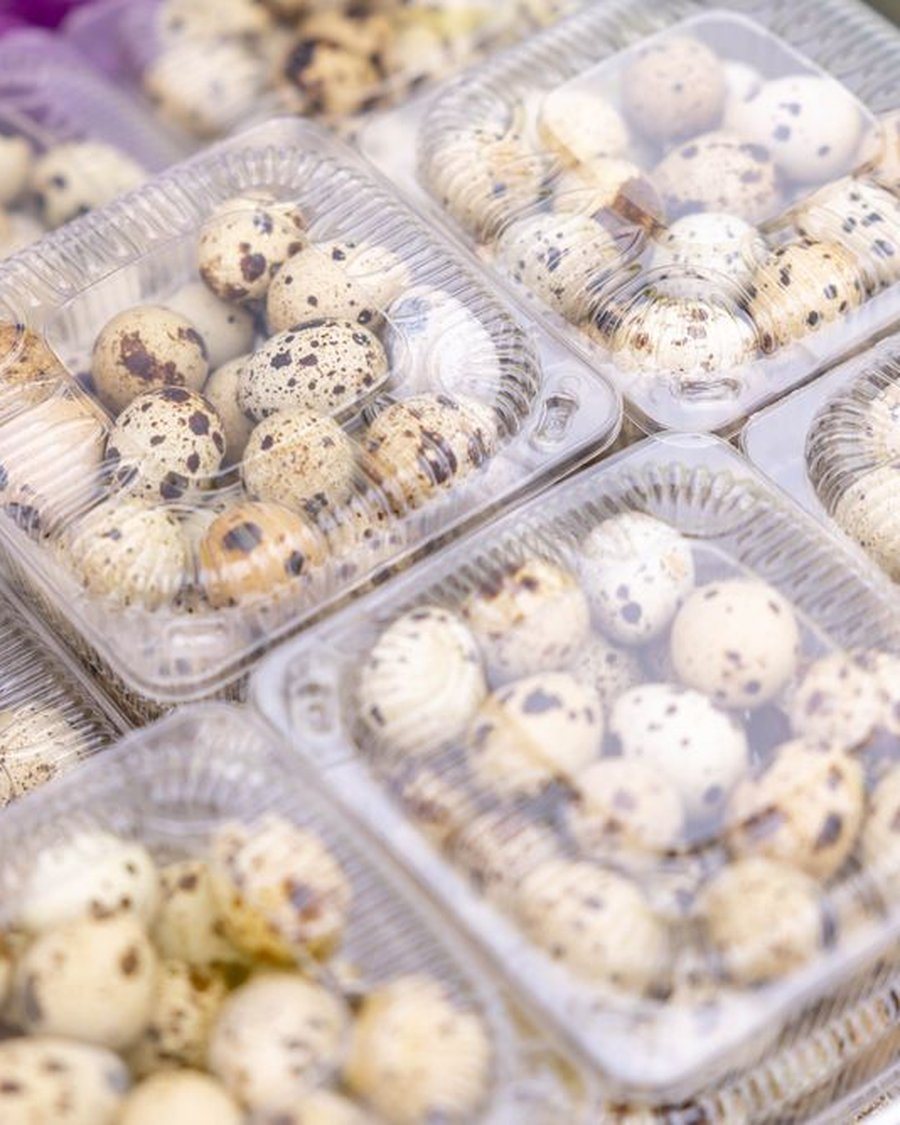 Domos transparentes llenos de huevos de codorniz